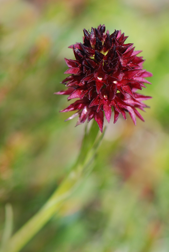 Nigritella.... sp?,